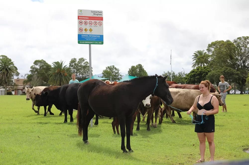 160961735_4015638678459005_8739355891462545916_n - 1EarthMedia Wingham CBD flood, March 20 2021