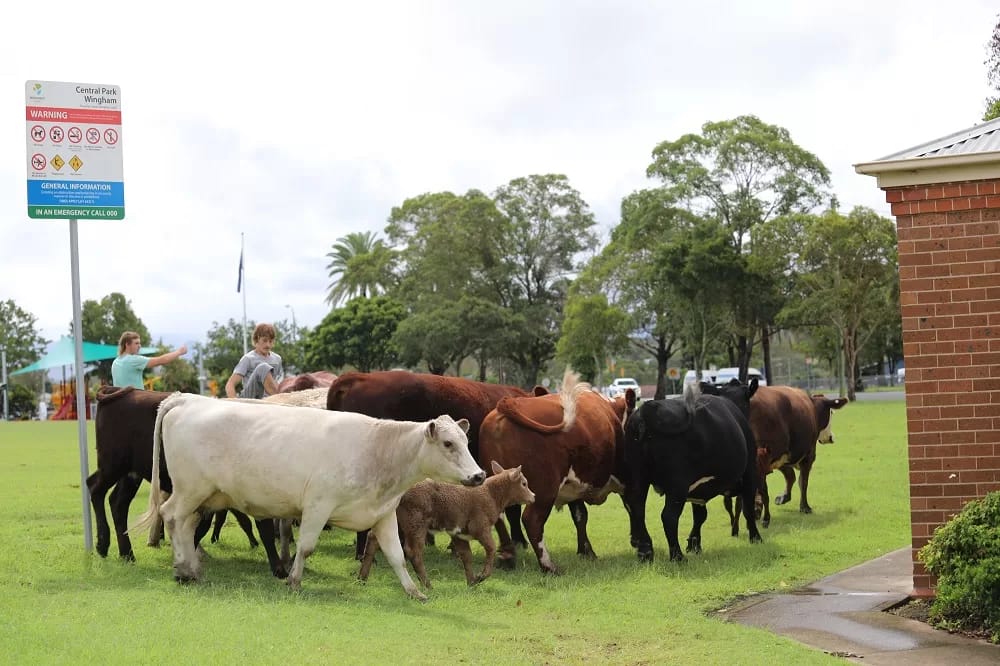 162844471_4015637788459094_6753848544839816279_n - 1EarthMedia Wingham CBD flood, March 20 2021