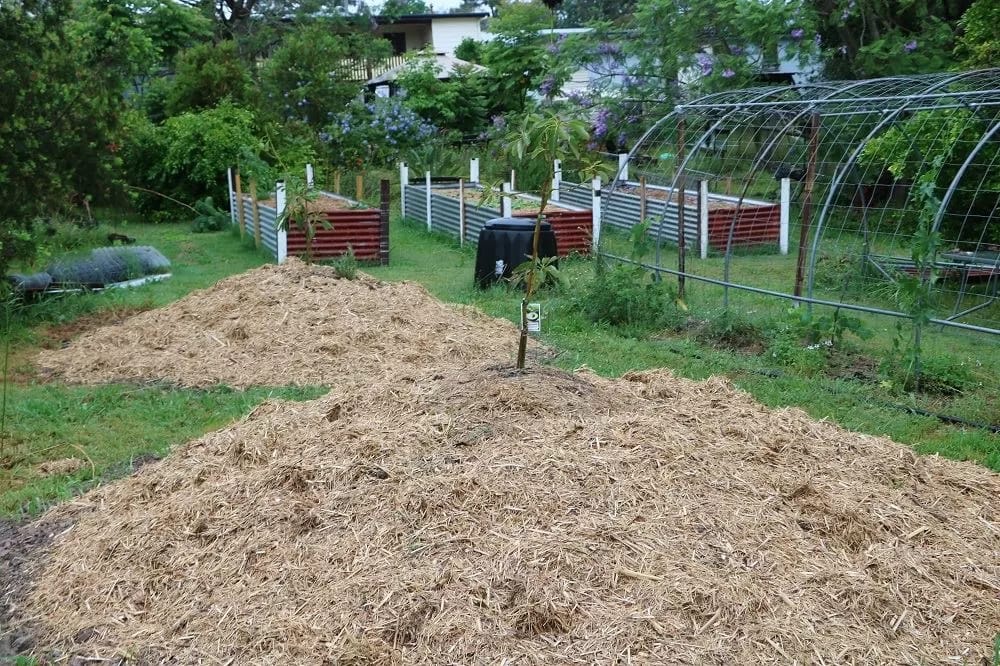 RaisedGardenBeds - 1EarthMedia View from the bottom of the block, looking south to the house. Mulched fruit trees, grape vine hoop house, raised vegetable garden beds © Mark Anning photo 2018