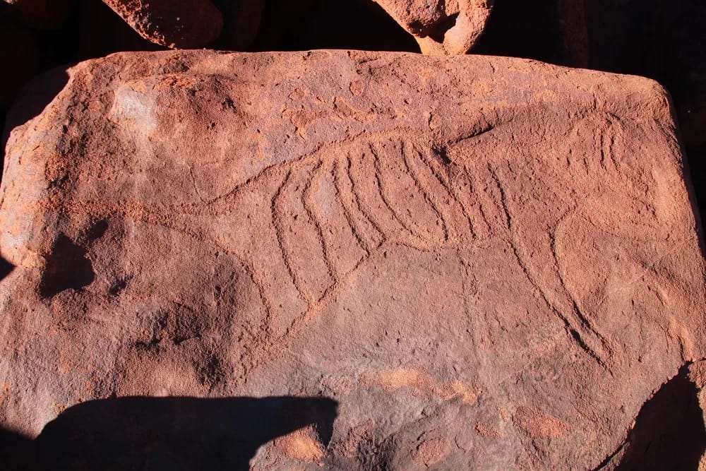 Thylacine Petroglyph