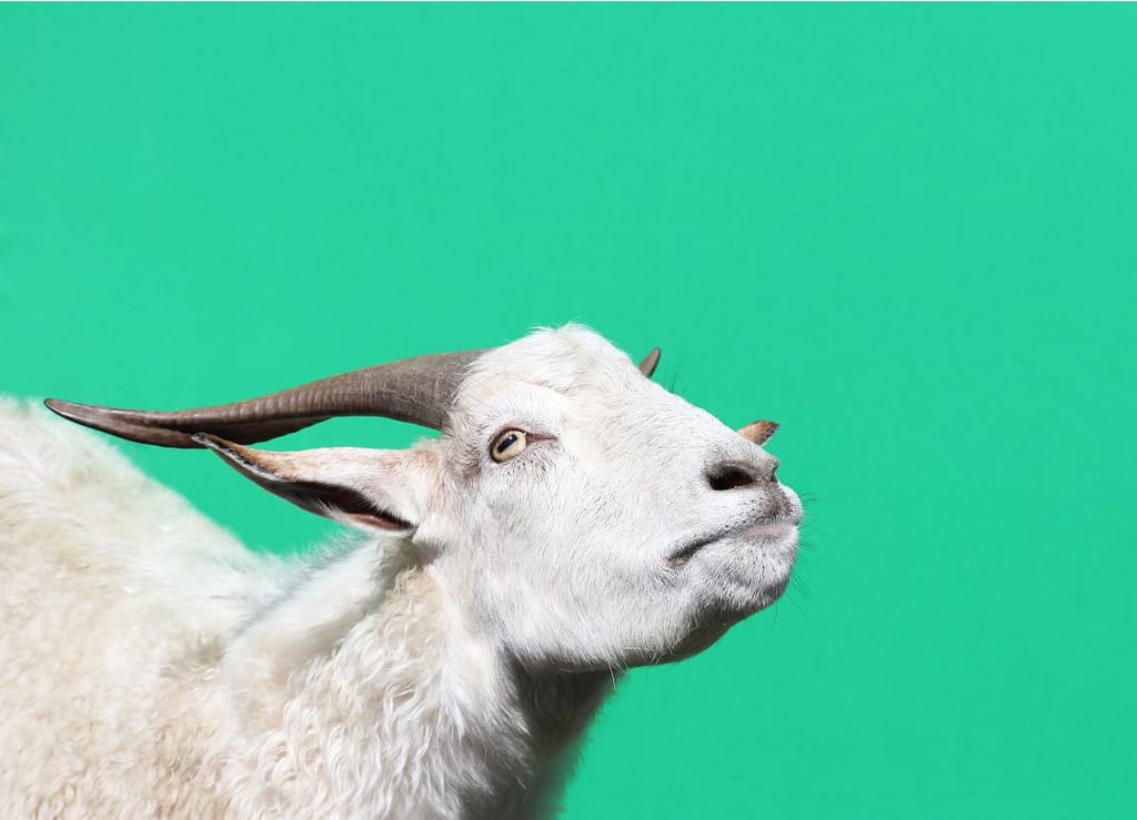 Head-On-008 - 1EarthMedia