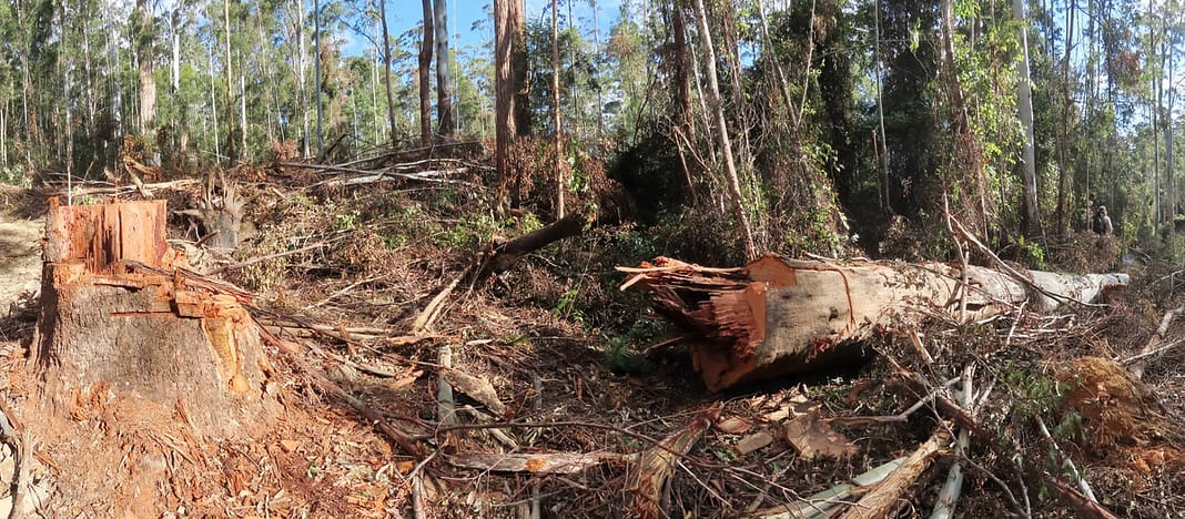 Another $450,000 Fine: Is Forestry Corp NSW Still Fit for Purpose? 2020 felled giant trees and tree damage in compartment 33 Wild Cattle Creek SF, note that one was left where it fell