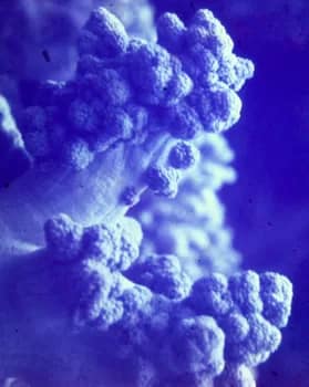 SCUBAunderwater-37 - 1EarthMedia Soft coral, Fiji © Mark Anning photo