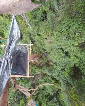 LOLA13-300 - 1EarthMedia Lola Koala's Bulga Forest tree-sit Diary - Day 13
