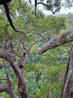 LOLA-day10-300 - 1EarthMedia Lola Koala's tree sit, Day 10