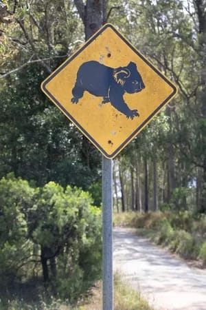 Koala sign