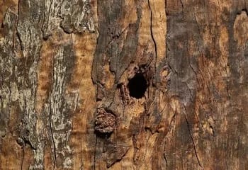 gweayalshieldcook350a - 1EarthMedia