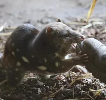 quoll001 - 1EarthMedia A captive quoll at Aussie Ark
