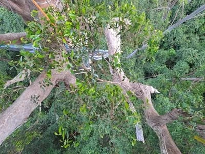 Lola-day9-300 - 1EarthMedia Lola Koala's Bulga Forest tree-sit Diary - Day 9
