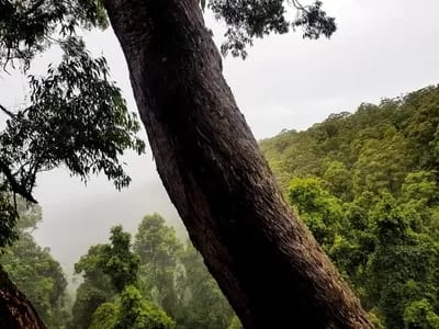 lola16-400 - 1EarthMedia Lola Koala's Bulga Forest tree-sit Diary - Day 16