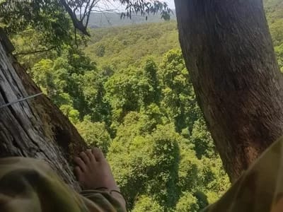 lola21-300 - 1EarthMedia Lola Koala's Bulga Forest tree-sit Diary - Day 21