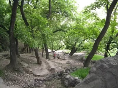 IUFRO - 1EarthMedia Forests and trees offer shade, food and water in regions suffering increasingly from drought and heat, such as Morocco, but are threatened at the same time. Photo A. Buck, IUFRO