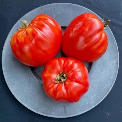 diggersNonna_s_Pepina - 1EarthMedia Nonna's Pepina Beefsteak & cooking tomato winner