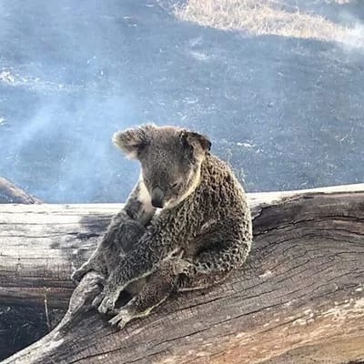 Save-Bulga-Forest-on-Biripi-Country-2429