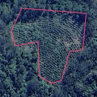 NP-Clearfelling-12-Dec-2024 - 1EarthMedia