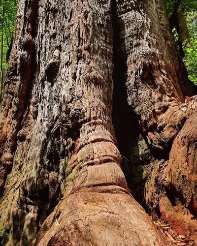 lorne-500 - 1EarthMedia A Giant of Lorne by Sarah Parker