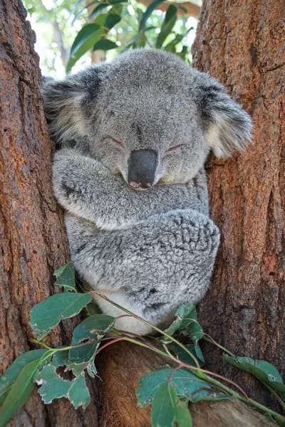gary-runn-unsplash-web - 1EarthMedia Koalas are mostly nocturnal