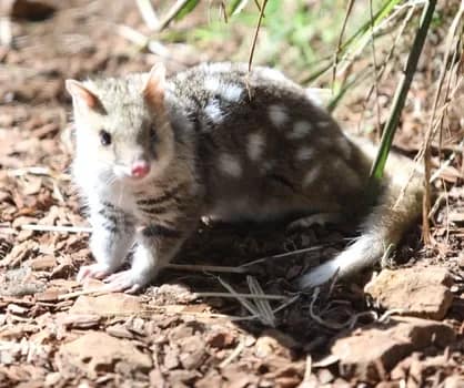 quoll002 - 1EarthMedia Quoll © Mark Anning photo