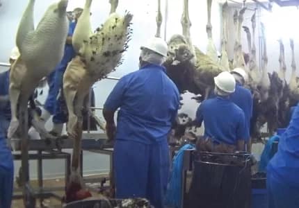 PETAostrich - 1EarthMedia PETA ostrich skins investigation