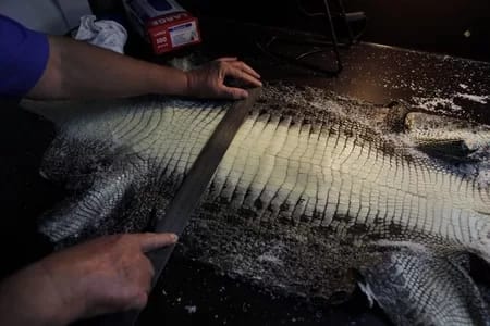 Belly-skin-used-for-handbags-Credit_-Dean-Sewell - 1EarthMedia Belly skin used for handbags - Credit: Dean Sewell, supplied