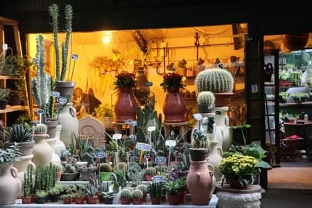 ParisFlowers005-2904 - 1EarthMedia Paris Flower market © Mark Anning photo 2022