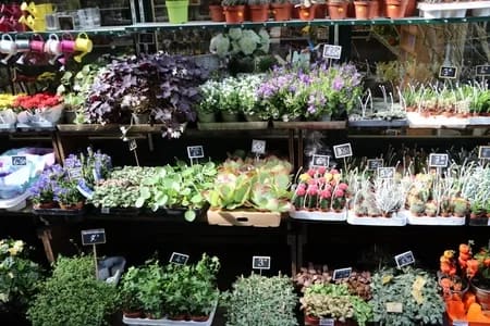 ParisFlowers006-2886 - 1EarthMedia Paris Flower market © Mark Anning photo 2022