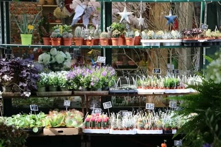 ParisFlowers008-2882 - 1EarthMedia Paris Flower market © Mark Anning photo 2022