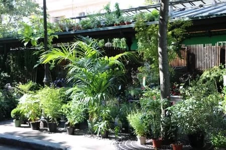 ParisFlowers016-2767 - 1EarthMedia Paris Flower market © Mark Anning photo 2022