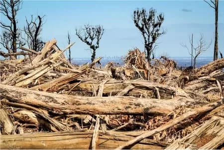 2018melbourne450 - 1EarthMedia Large volumes of forest biomass are left on the ground following clearfell logging in the Mount Disappointment State Forest with the Melbourne City Skyline in the background, August 2010. Photo. Chris Taylor., Author provided