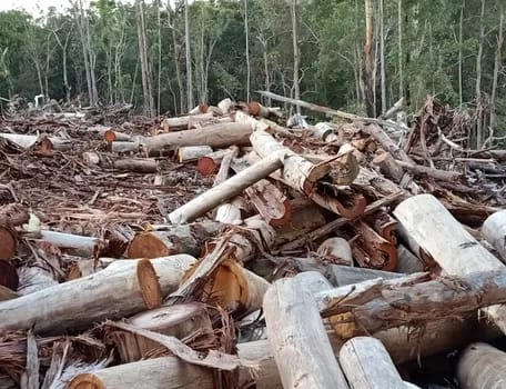 markgraham04-350 - 1EarthMedia Forestry