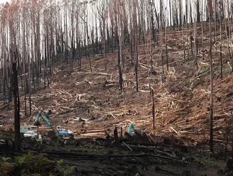 Logging among the charred remains of Mountain ash after the 2009 fires. David Blair, Author provided