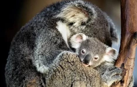 david-clode-unsplash-300 - 1EarthMedia Koala Photo: David Clode, supplied
