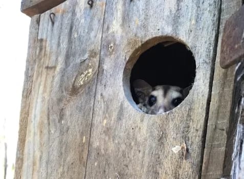 A Savanna Glider peeks out of a nesting box