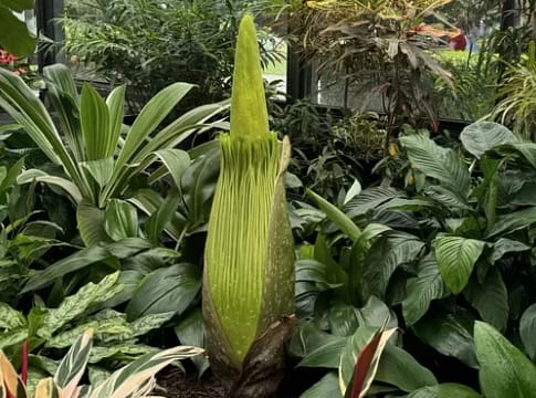 CorpseFlowerBloom Rare Corpse Flower Bloom