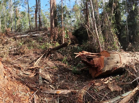 Wild Cattle Creek_Giant Tree_illegally felled_28_7_20_Dailan Pugh 1 2020 felled giant trees and tree damage in compartment 33 Wild Cattle Creek SF, note that one was left where it fell