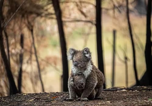 Koala-WAM6919-350 - 1EarthMedia Koala & joey - We Animals Media