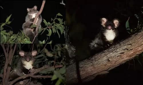 Greater-gliders - 1EarthMedia Greater Glider - Photo supplied: CSIRO