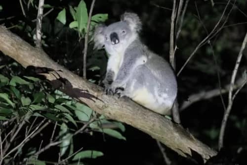 20240426GreaterGlider-1-3 - 1EarthMedia Koala © Mark Anning Photo 2024