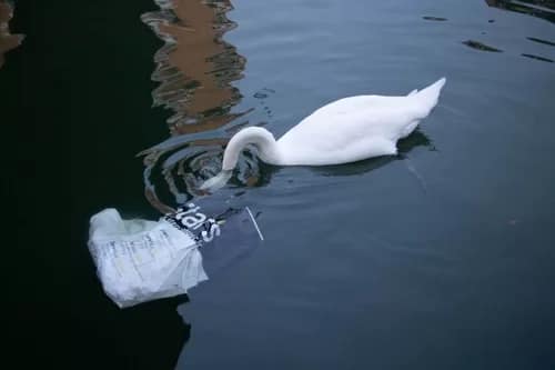 canalstmartinswan700 - 1EarthMedia swan eating plastic in Canal St Martin, Paris © Mark Anning photo 2022