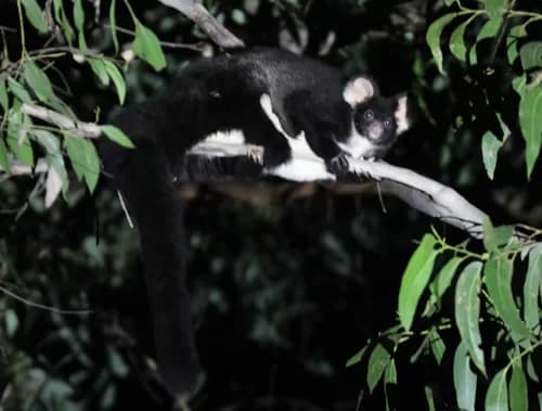 Greater Glider - 1EarthMedia Greater Glider © Mark Anning Photo