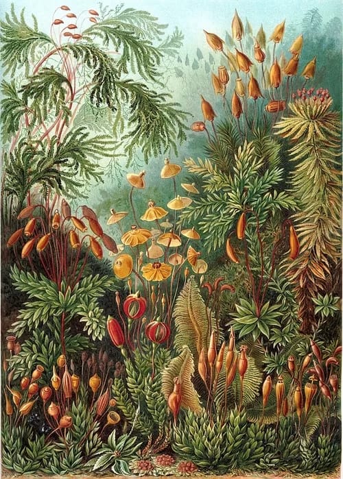 Haeckel_Moss_Muscinae - 1EarthMedia Ernst Haeckel - Moss (Muscinae) - Kunstformen der Natur (1904)