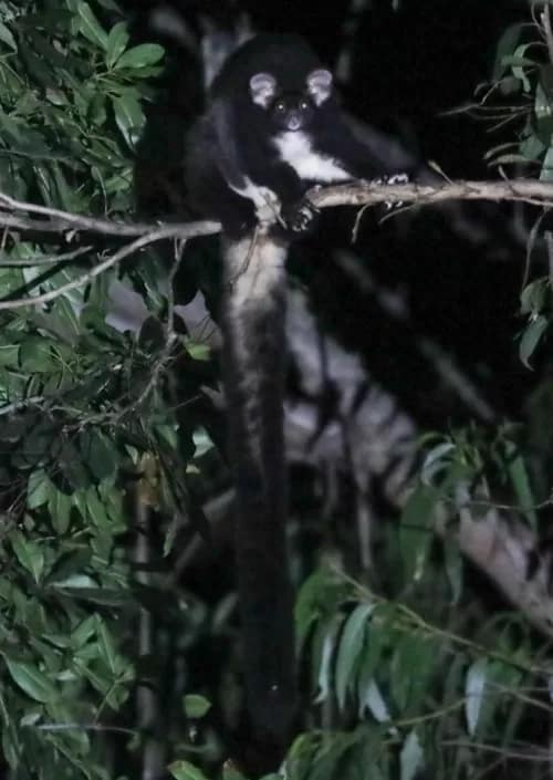 20240426GreaterGlider-1 - 1EarthMedia Greater Glider © Mark Anning Photo