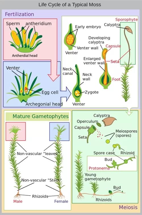 Lifecycle_moss - 1EarthMedia Life cycle of typical moss