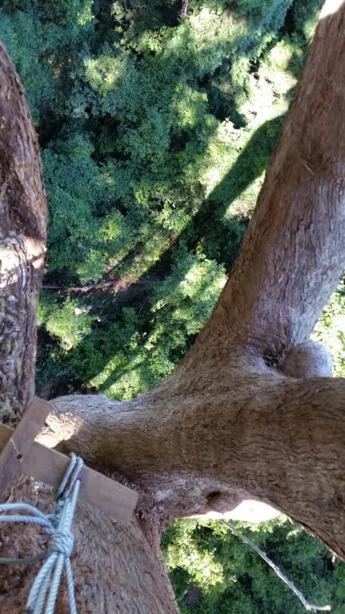 LOLA009-500 - 1EarthMedia Lola isn't ready to come down yet