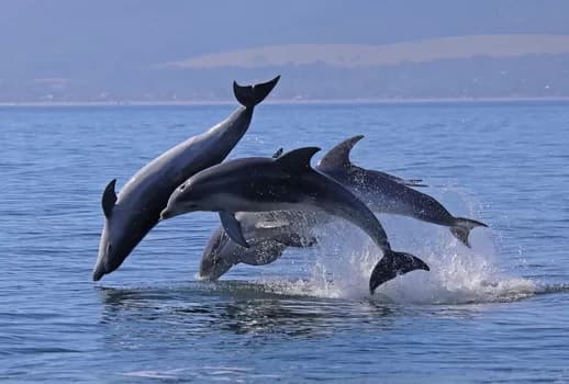 BurrunanDolphins2-350 - 1EarthMedia Critically endangered Burrunan dolphins