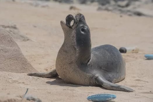 Monk-seal-Laysan-Island-photo-by-Matthew_Chauvin-350 - 1EarthMedia