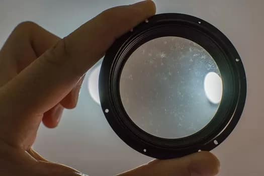 Sigma_lens_fungus - 1EarthMedia Lens fungus