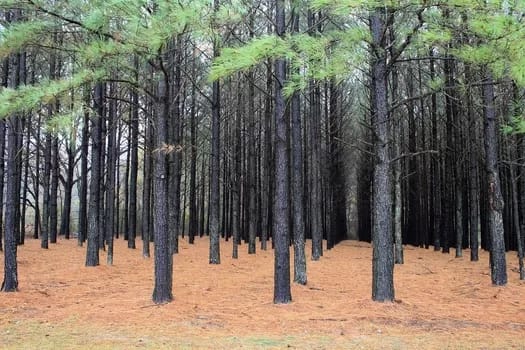 PinePlantation001 - 1EarthMedia Pine plantation is the USA