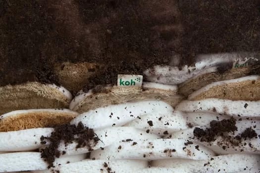 SpongeGarden002 - 1EarthMedia Recycle kitchen sponges in the garden