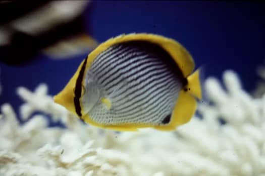 SCUBAunderwater-10 - 1EarthMedia underwater © Mark Anning photo